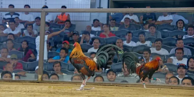 Những giống gà phổ biến trong các trận đá gà tại Philippines