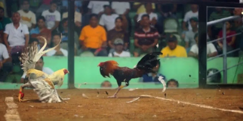 Phân tích các quy tắc của trò chơi đá gà ở Philippines