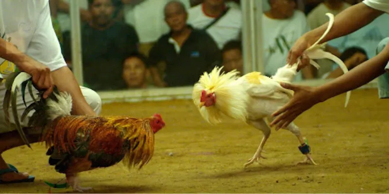 Bật mí cách chơi đá gà Philippines giúp bạn thắng to