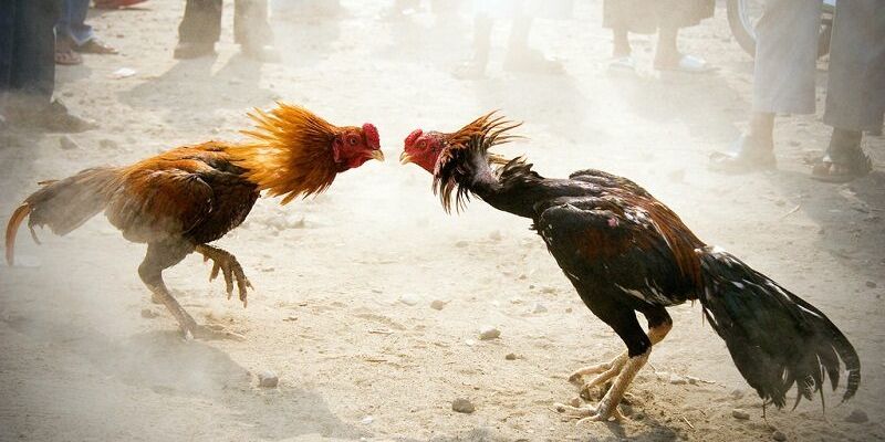 Đôi nét về hình thức cá cược đá gà