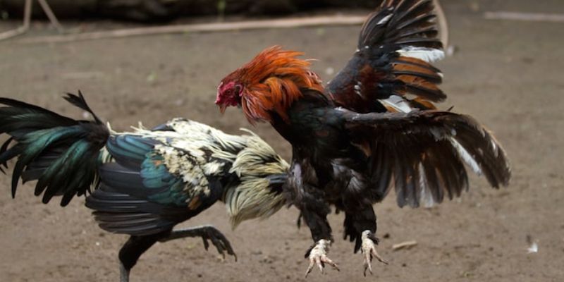 Áp dụng thành thạo chiến thuật đề ra