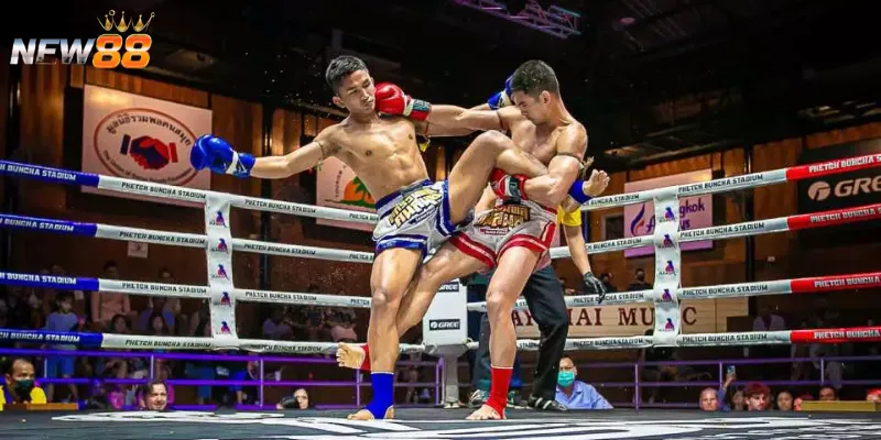 Cá cược quyền anh hoạt động như thế nào?