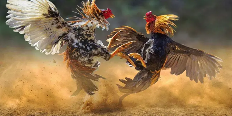 Những lý do khiến game Đá Gà Cựa Dao được yêu thích tại 33WIN