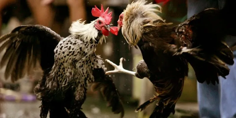 mot-vai-net-khai-quat-ve-dich-vu-xem-da-ga-truc-tuyen