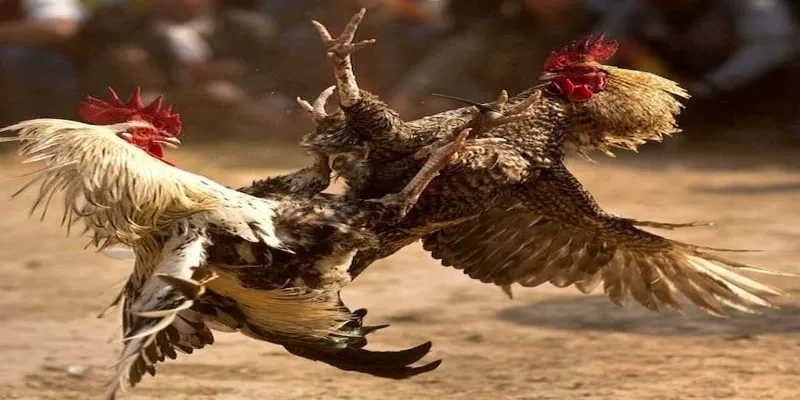 uu-diem-vuot-troi-cua-dich-vu-xem-choi-ga-truc-tuyen