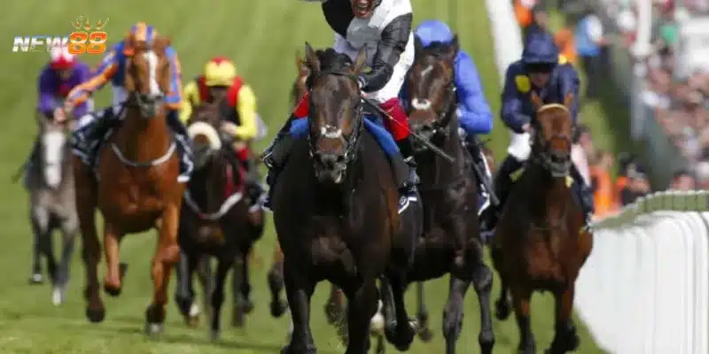 Những loại cược đua ngựa trực tuyến được ưa chuộng