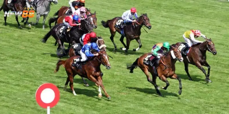 Bí kíp cá cược đua ngựa trực tuyến giúp thắng lớn