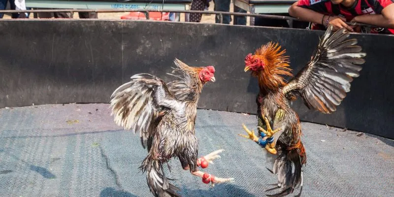 Các hình thức đá gà cực hay mà bạn nên trải nghiệm cá cược
