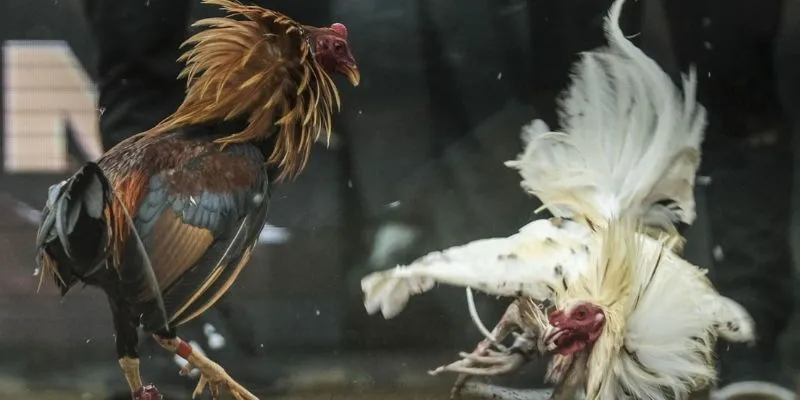 Khái quát một số thông tin quan trọng về bộ môn đá gà trực tiếp c1