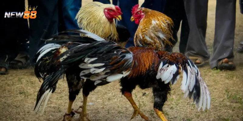 Nắm vững toàn bộ quy tắc trong trò chơi đá gà online