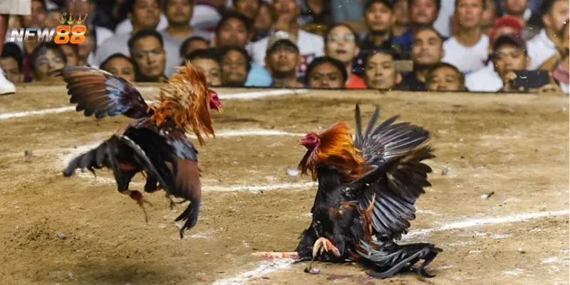 Nghiên cứu đặc điểm của gà đá để lựa chọn chiến kê xuất sắc