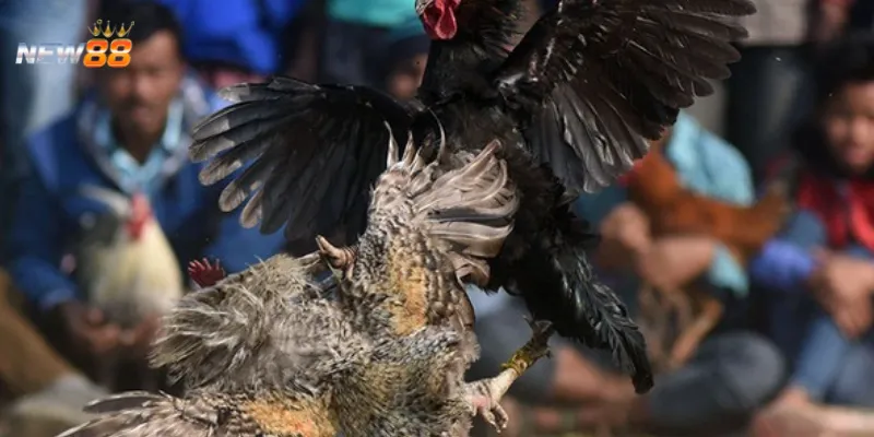 Chia sẻ chiến thuật đá gà online giúp chiến thắng lớn