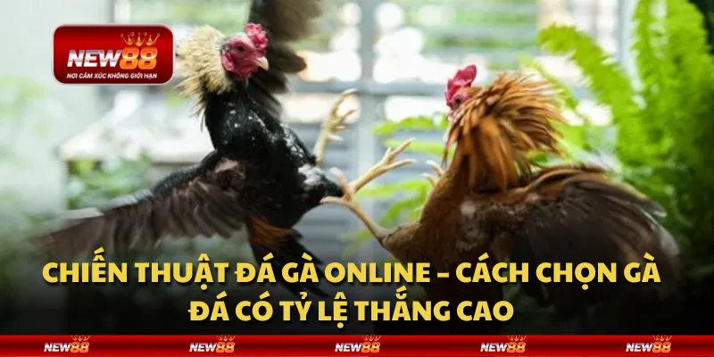Chiến thuật đá gà online – Cách chọn gà đá có tỷ lệ thắng cao