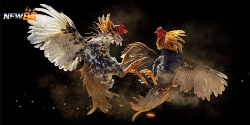 Khái quát chung về trực tiếp đá gà mạnh