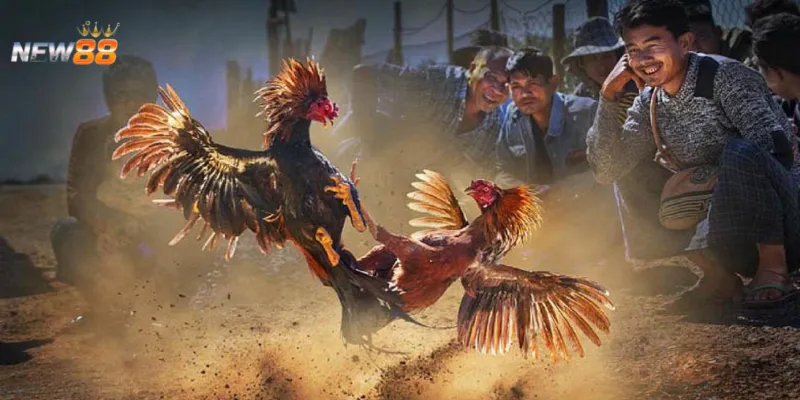 Bí quyết nhận biết và phân tích kèo đá gà trực tiếp