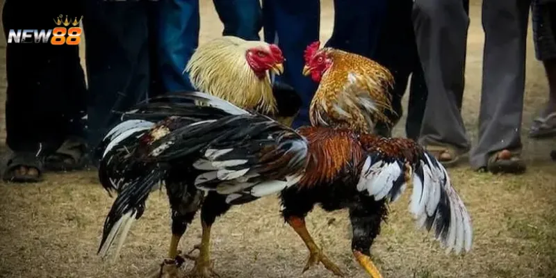 Kỹ năng đặt kèo trực tiếp đá gà mạnh từ cao thủ