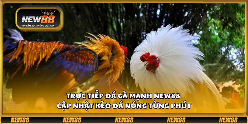 Trực tiếp đá gà mạnh New88 – Cập nhật kèo đá nóng từng phút
